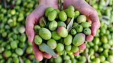 تراجع إنتاج الزيتون في سوريا بنسبة 35% بسبب التغيرات المناخية