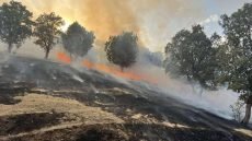 اندلاع حريق يلتهم ألف دونم من الأحراش والبساتين في شاربازير