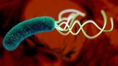 أمريكا تسجّل أول إصابة بشرية بداء الدودة الحلزونية