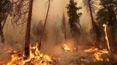 حرائق الغابات فاقمت تلوث الهواء في العالم
