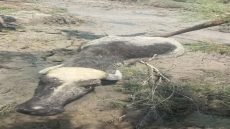 الأهوار العراقية تواجه خطر نفوق الجواميس بسبب الجفاف