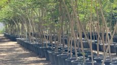 الشهر المقبل.. إنطلاق اكبر حملة تشجير في العاصمة بغداد