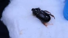 فريق طبي في محافظة كربلاء المقدسة ينجح بإنقاذ حياة طفل رضيع بعد ابتلاعه حشرة الخنفساء