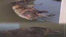 العثور على خنازير ميـتة داخل الخزان الرئيسي للمياه الخاصة بناحية كنعان في ديالى