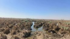 حجم الجفاف الكبير في الأهوار الوسطى بالعراق؛ بسبب تقليص تركيا لحصة المياه.