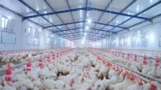 الزراعة: صناعة الدواجن المحلية قادرة على تغطية الاستهلاك وتوفير العملة الصعبة