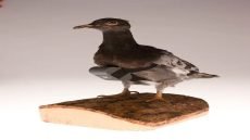 احد طرق تجسس المخابرات الأمريكيه