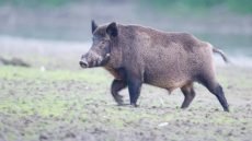 قتيل في ديالى خلال رحلة صيد خنازير بسبب خطأ مميت لصديقه