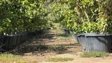 أمانة بغداد: إطلاق أكبر حملة تشجير في العاصمة يوم الأربعاء الأول من الشهر المقبل وستتضمن زراعة 300 ألف شجرة ضمن توجهات الحكومة لزيادة المساحات الخضراء وتحسين البيئة.