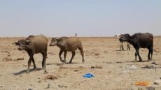 تقرير أممي: جواميس الأهوار في العراق مهددة بالانقراض