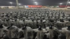 ضبط حاوية دراجات معدّة للتهريب في ميناء أم قصر الشمالي