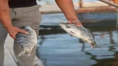 نفوق آلاف الأسماك في كربلاء ومربّون يطالبون بتدخل حكومي عاجل