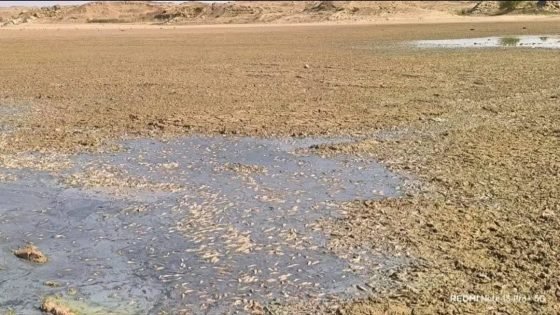 جفاف بركة “مالاسوره” في كرميان بكردستان