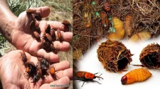 مجلس ديالى يخصص 480 مليون دينار لمكافحة “السوسة الحمراء” التي تهدد بساتين النخيل