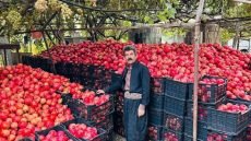 مهرجان الرمان في كركوك يحتفي بثمار حلبجة ويعرض أكبر رمانة في العراق