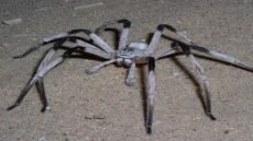 العناكب تستطيع الجري بنفس السرعة بعد فقدان اطرافها..