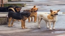 إصابة تلميذة بهجوم كلاب سائبة أثناء توجهها إلى المدرسة في قضاء الحويجة غربي كركوك.