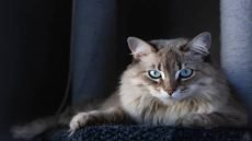 القطط.. مخلوقات بقدرات خارقة مذهلة!