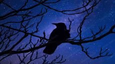 الغراب من أذكى الطيور في العالم، ويمكنه تقليد صوت الإنسان بدرجة محدودة!