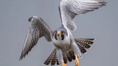 القضاء يحقق في مقتل طائر “الشاهين” النادر بكركوك