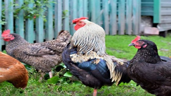 جامعة زيورخ السويسرية: ريش الدجاج يولد كهرباء نظيفة مذهلة ولم يعد نفايات بلا قيمة.