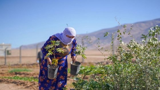 بعثة الأمم المتحدة توزع أكثر من 10 آلاف شتلة زيتون وتين ورمان على مزارعي سنجار.