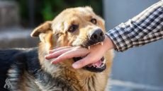 مختص صحي يحذر من تداعيات قتل الكلاب السائبة ويؤكد أن غسل موضع العقر فوراً ينقذ المصاب من داء الكلب ويقلل الخسائر الصحية والمالية