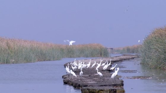 بيئة ذي قار: لا وجود لطائر الفلامنكو في الأهوار ومصادرة أدوات الصيد الجائر