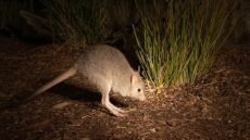 اكتشاف نوع أحفوري جديد من الكنغر قصير الوجه في أستراليا