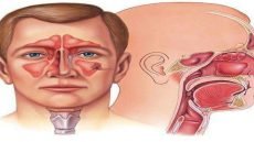 الأذن والأنف لا يتوقفان عن النمو أبدًا طوال حياة الإنسان. على الرغم من أن النمو يتباطأ مع التقدم في العمر، إلا أن الغضاريف الموجودة في كليهما تظل تتكاثر باستمرار، مما يؤدي إلى زيادة حجمهما على مدار السنين.