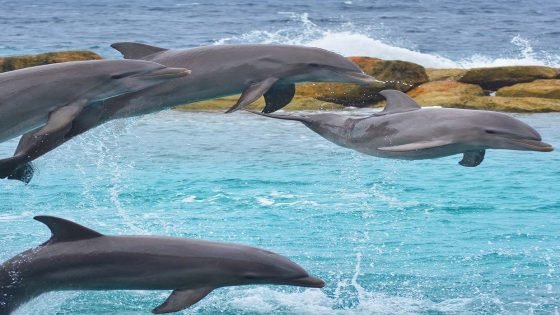 الدلافين تنام بعين واحدة مفتوحة. هذا يسمح لنصف الدماغ بالبقاء مستيقظاً. يبقى مستيقظاً للحفاظ على التنفس والوعي