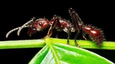 نملةٌ صغيرة تبدو بريئة لكن ألمَ لدغتها يعادلُ ألمَ طلقةِ رصاص!