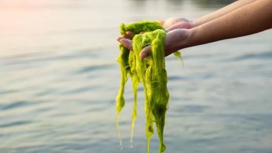 “حرير الماء” في صحراء الجزائر… مؤشّر دوائي واعد