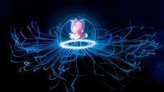 قنديل البحر الخالد