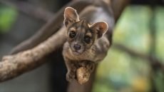 الفوسا… أغرب مفترس في مدغشقر!