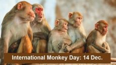 يصادف اليوم 14 ديسمبر، اليوم العالمي للقرود