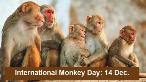 يصادف اليوم 14 ديسمبر، اليوم العالمي للقرود