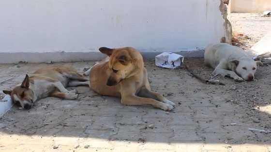 مختص يطلق تحذيراً خطيراً: عضّات الكلاب تصل بشكل مباشر من الأعصاب إلى الدماغ وتؤدي الى الوفاة.