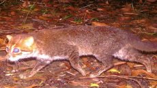 رصد قط “برأس مسطح” داخل محمية للحياة البرية في تايلاند للمرة الأولى منذ نحو ثلاثة عقود.