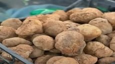 أول نزول للكمأ العراقي.. 100 ألف دينار للكيلو الواحد.