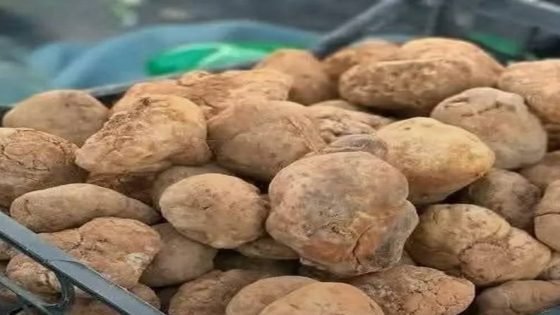 أول نزول للكمأ العراقي.. 100 ألف دينار للكيلو الواحد.