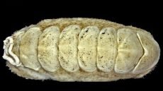 اكتشاف كائن بحري مدرع في بحر اليابان “كيتون” له 8 صفائح صلبة ولسان مغطى برواسب حديدية.