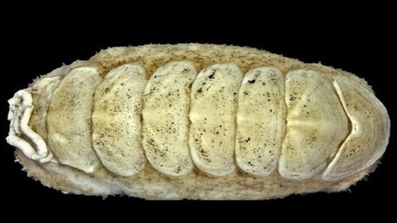 اكتشاف كائن بحري مدرع في بحر اليابان “كيتون” له 8 صفائح صلبة ولسان مغطى برواسب حديدية.