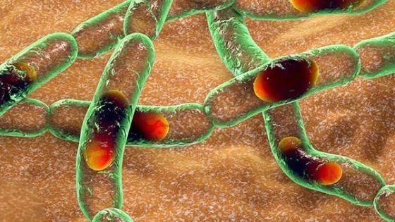 تحذيرات علمية متصاعدة من انتشار جرثومة الجمرة الخبيثة في التربة الأمريكية وإمكانية بقائها لعقود طويلة دون اكتشاف