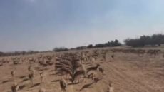 غزال الريم في محمية ميسان