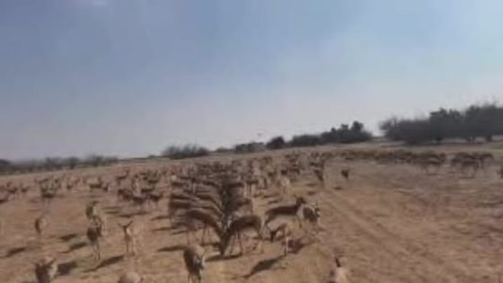 غزال الريم في محمية ميسان 