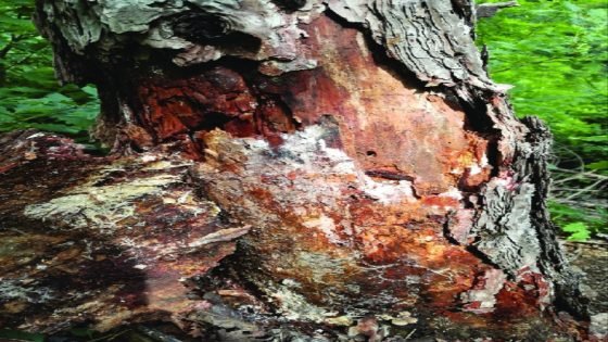 أكبر كائن حي على الأرض