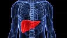 الكبد مصنع الجسم الصامت