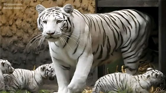 موهان، أول نمر أبيض مسجّل في التاريخ