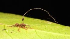 فطر الزومبي Ophiocordyceps unilateralis